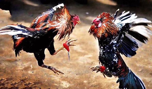 Cách phân biệt gà nòi cựa dao Philippine và Việt Nam