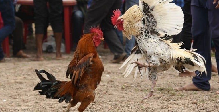 Đá gà Campuchia – Truyền thống và văn hóa địa phương