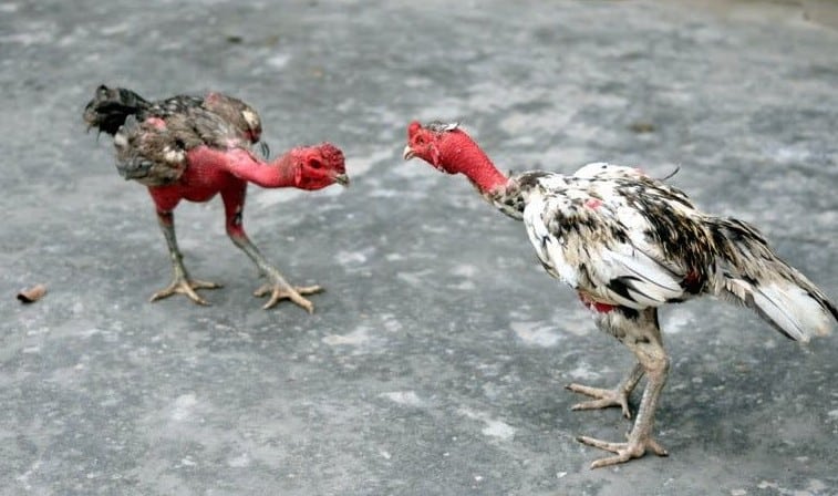 Đá gà không cựa – Thử thách cho người chơi lâu năm