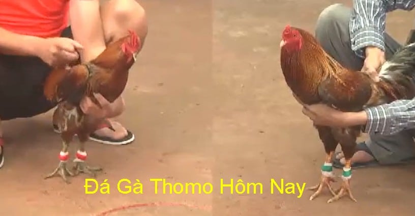 Các nền tảng uy tín phát sóng trực tiếp đá gà từ Thomo
