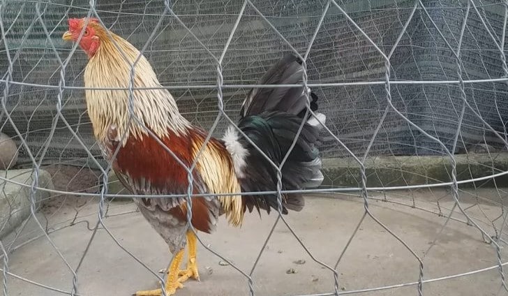 Kinh nghiệm nuôi gà đá từ những người chơi lâu năm