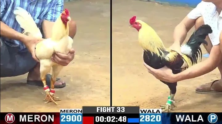 Trực tiếp đá gà mới nhất từ đấu trường Thomo