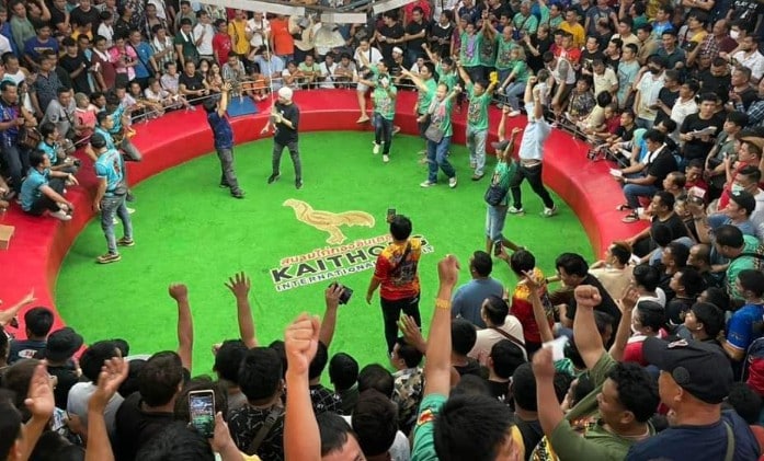 So sánh đá gà Thái Lan và Việt Nam điểm khác biệt 