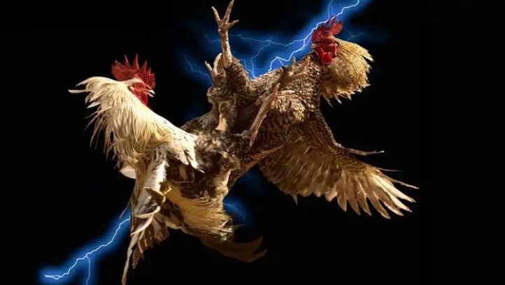 Các loại cược có mặt trong luật chơi đá gà Thomo