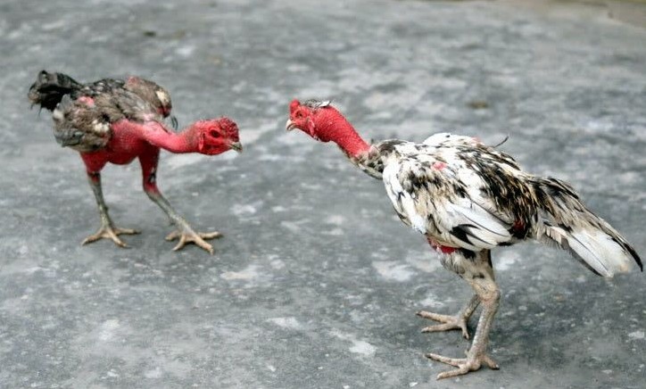 Cách chọn gà chọi tơ đỉnh của chóp kê thủ không nên bỏ qua