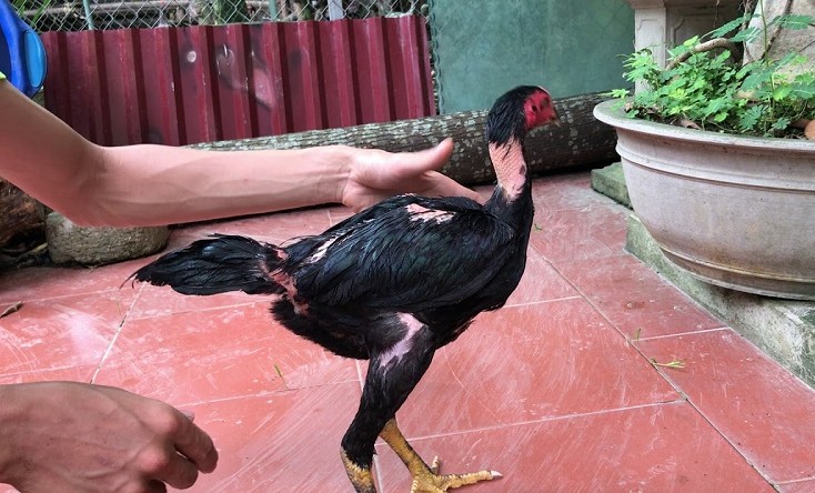 Cách vần vỗ cho gà chọi đánh đâu thắng đó từ sư kê lâu năm 