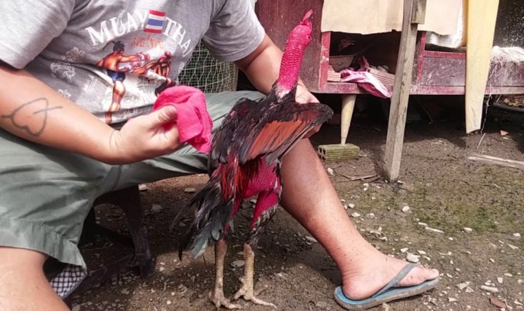 Hiểu rõ mục tiêu của việc vần vỗ cho gà chọi 