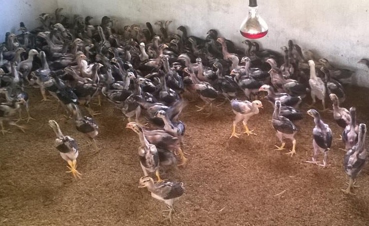 Cách chọn gà chọi tơ đỉnh của chóp