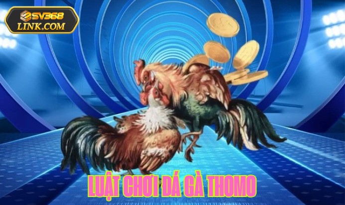 Bí ẩn luật chơi đá gà Thomo có thể anh em chưa biết